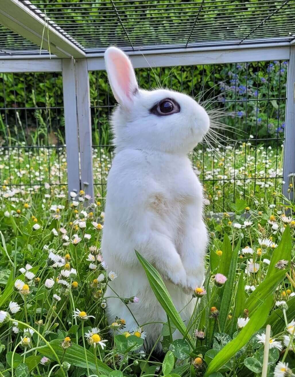 Famille d'accueil pour Bandi pour Oups And Co