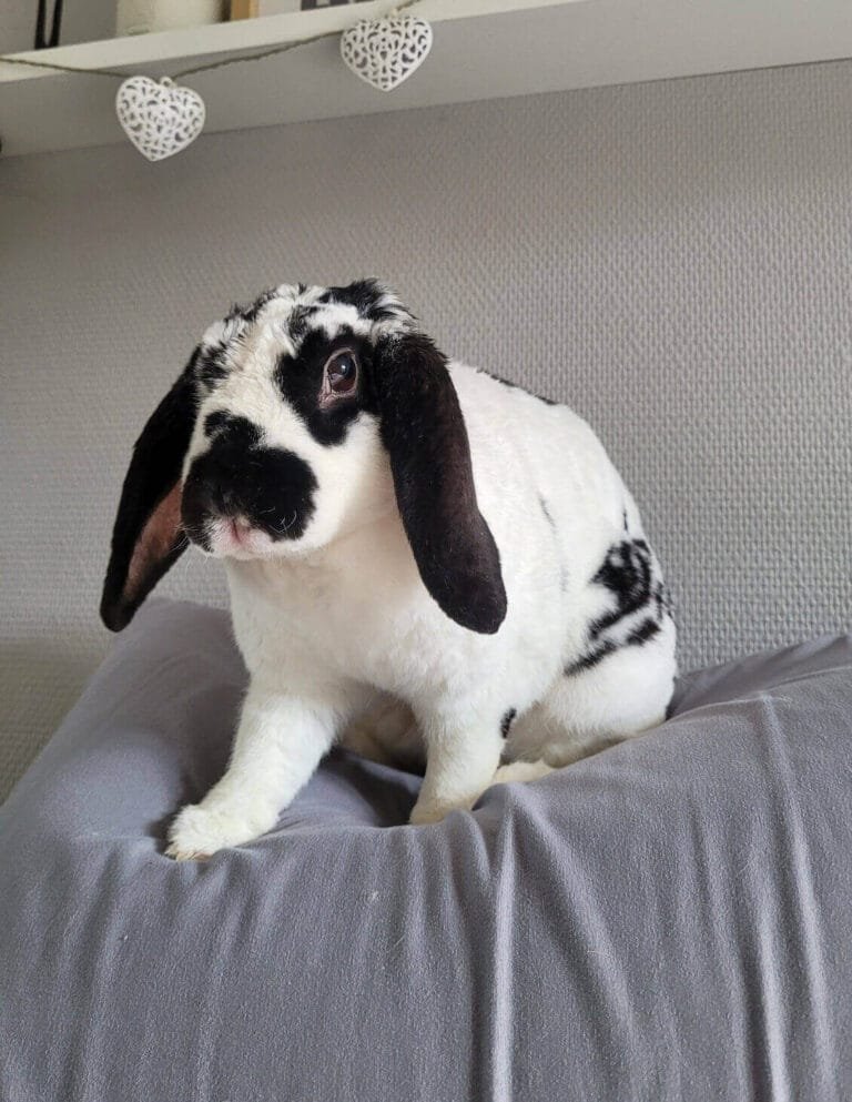 Famille d'accueil pour Comète pour Oups And Co