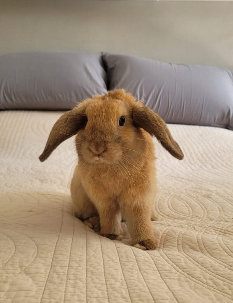 Famille d'accueil pour Nougat pour Oups And Co