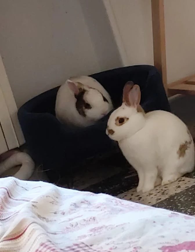 Gaïa et Sandro Chloé cliente Anim'Harmonie