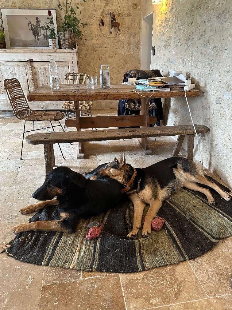 Goa et India chiens Jordane cliente bilan Anim'Harmonie