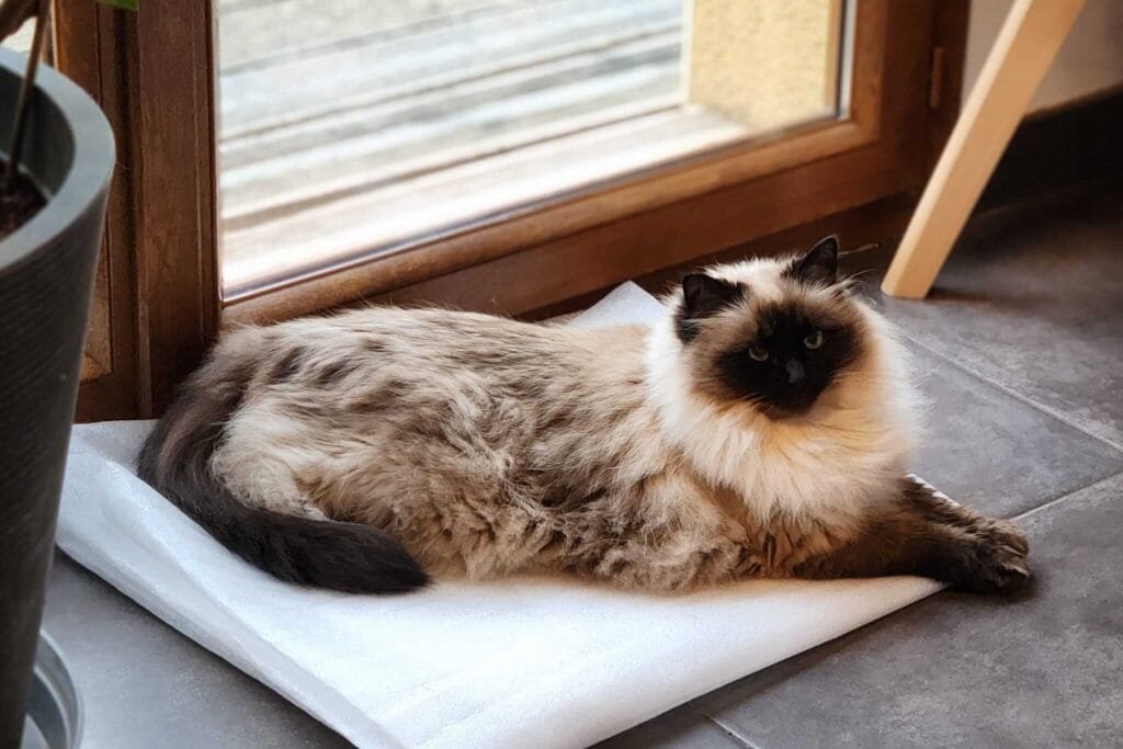 Lili chatte Agnès bilan et atelier éthologique Anim'Harmonie