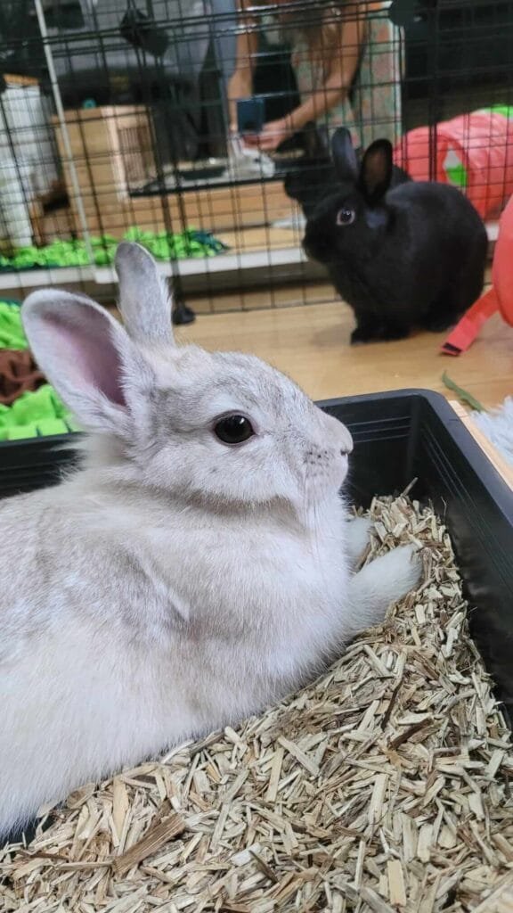 Lili et Pitrouille lapines de Lucile ateliers éthologiques et cohabitation Anim'Harmonie 2