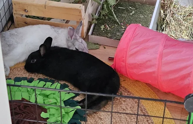 Lili et Pitrouille lapines de Lucile ateliers éthologiques et cohabitation Anim'Harmonie