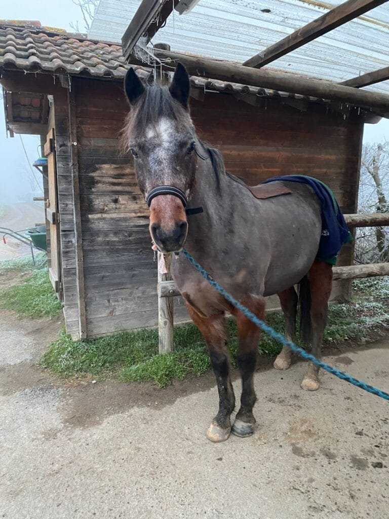 Madleen et Ibiscus cliente Anim'Harmonie atelier cheval