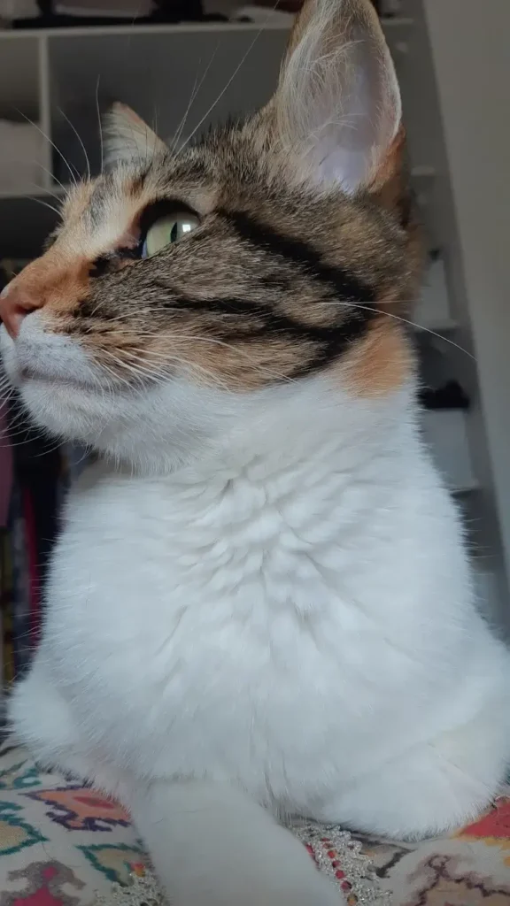 Malicia chatte d'Adélie en cat sitting et comportement Anim'Harmonie