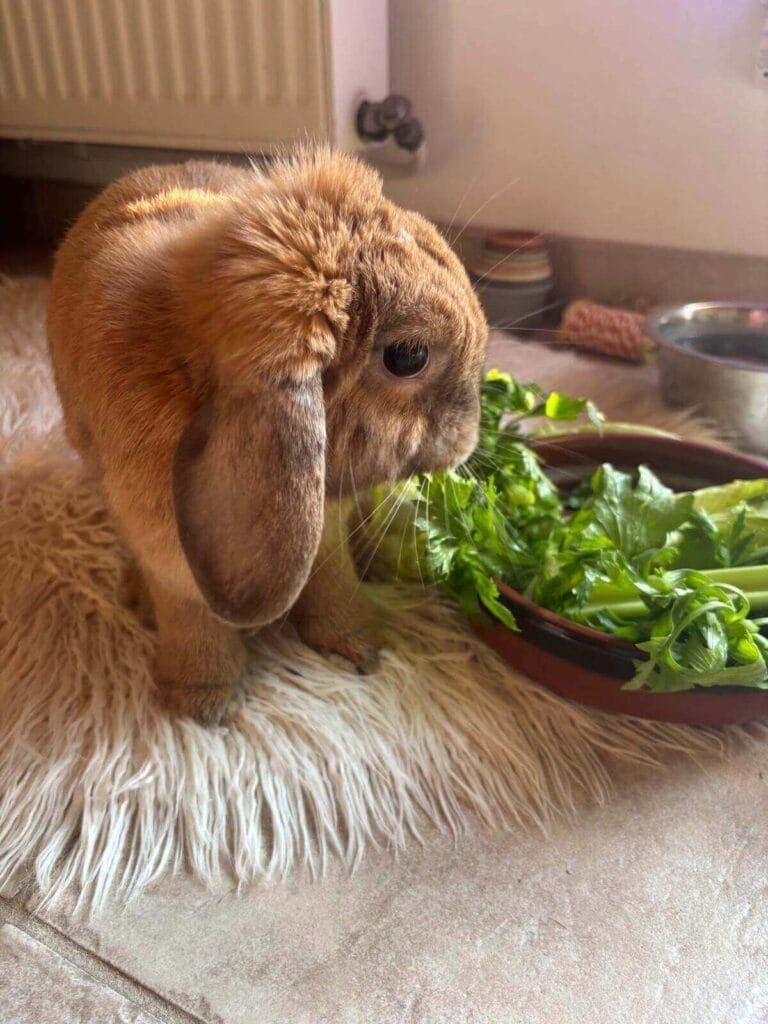 Nougat et Géraldine rabbit sitting Anim'Harmonie