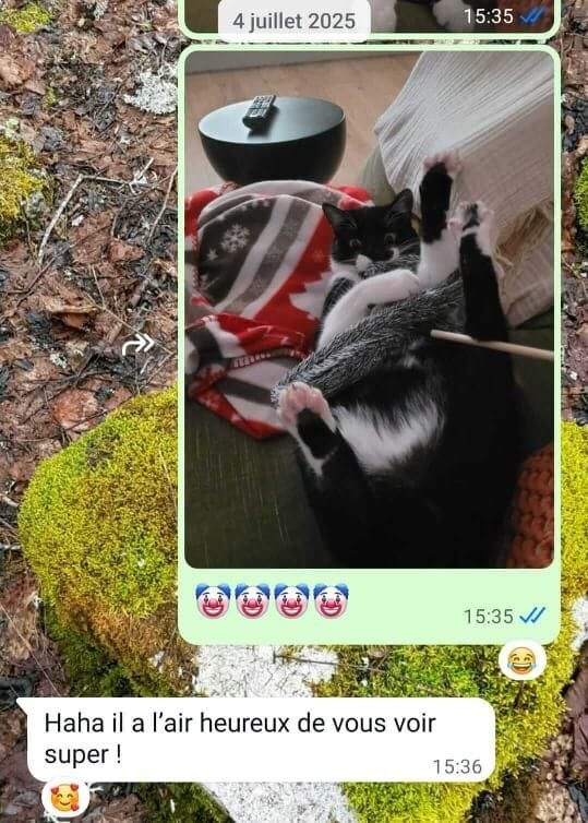 Pépé le chat clown Amélie cat sitting Anim'Harmonie