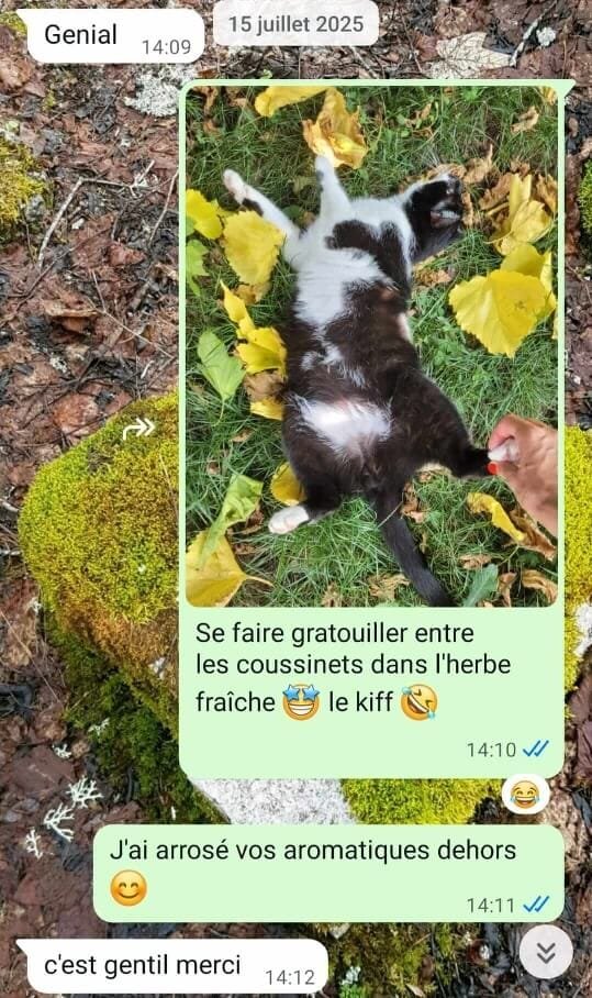 Pépé le chat dans le jardin Amélie cat sitting Anim'Harmonie