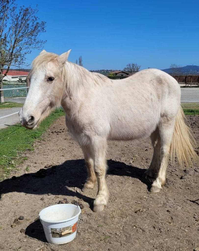 Princesse et Catherine horse-sitting