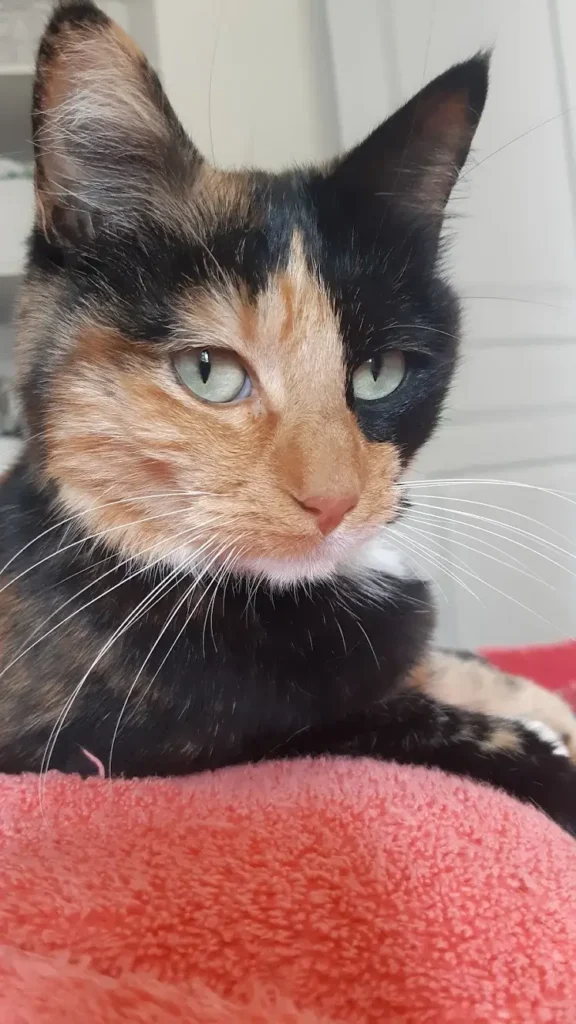 Raven chatte d'Adélie cat sitting Anim'Harmonie