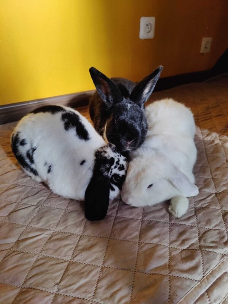 Trio Fhüki, Coco et Comète d'Alexane cohabitation d'Anim'Harmonie