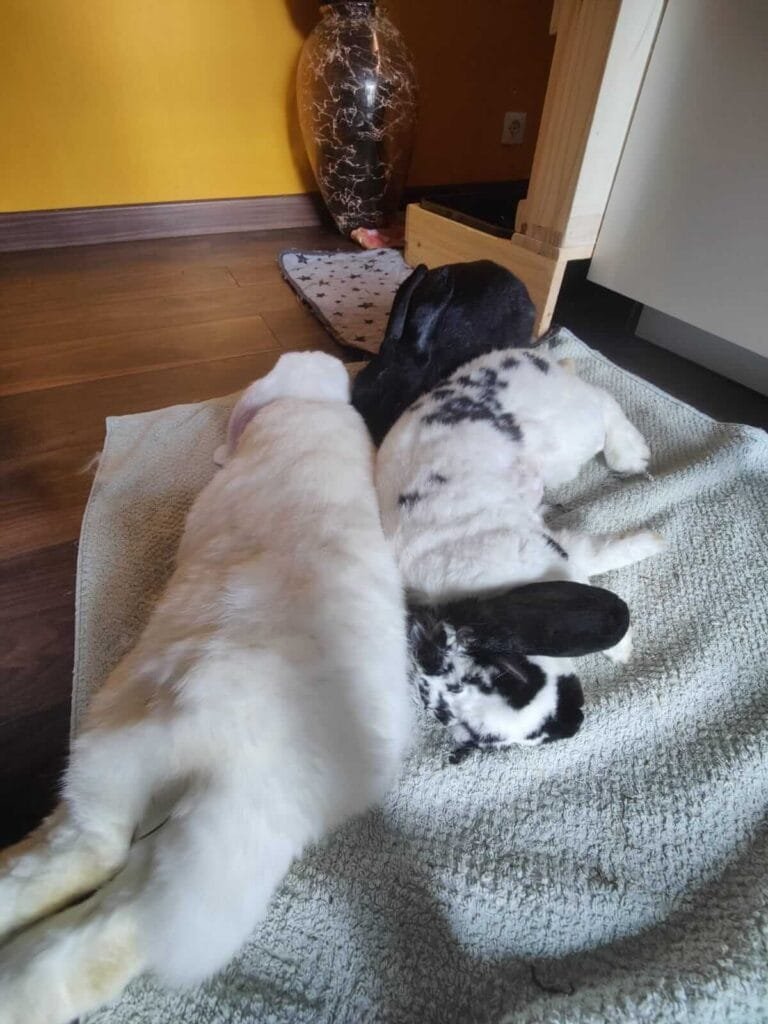 Trio Fhüki, Coco et Comète d'Alexane suite cohabitation d'Anim'Harmonie