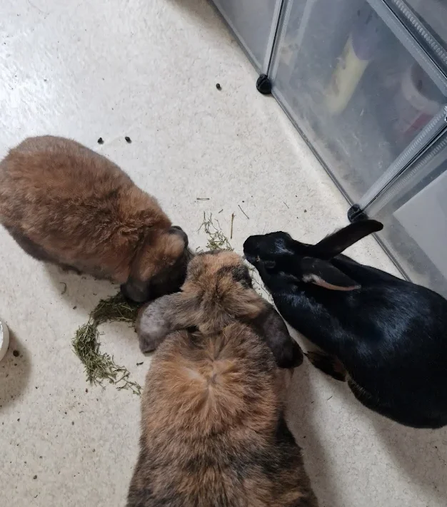 Trio de Maélys Utopie, Saïko&Kyra mise en place cohabitation pour cette cliente d'Anim'Harmonie