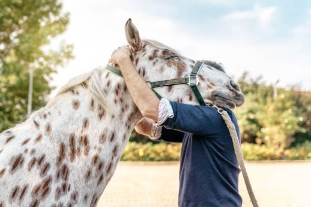 câlin entre un cheval tacheté marron et blanc et un humain Tarifs des prestations comportementales d'Anim'Harmonie