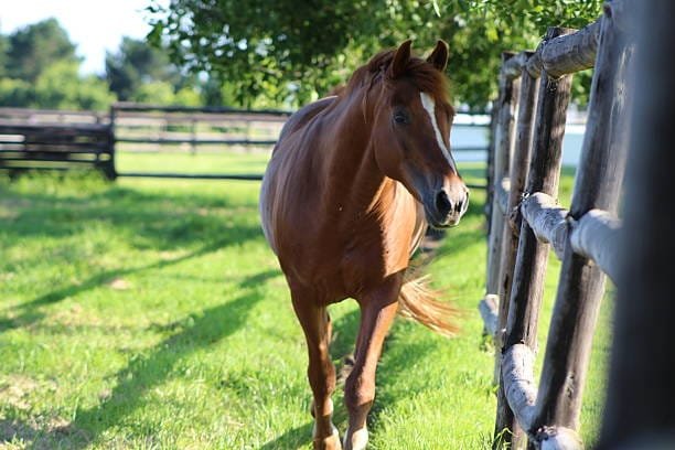 tarif cheval alezan au pré calme qui regarde l'objectif