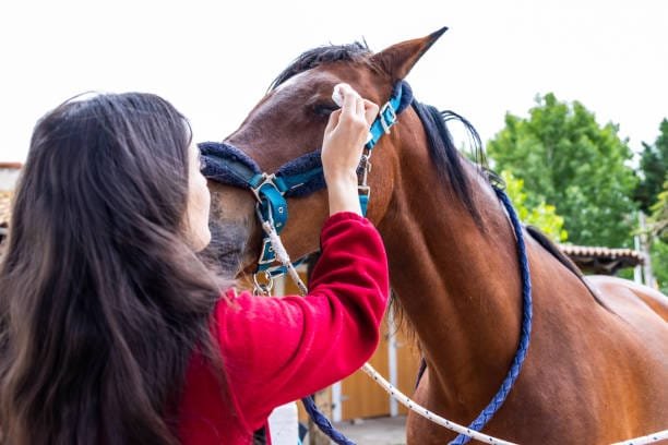 cheval dont une femme brune aux cheveux long nettoie l'œil avec une compresse