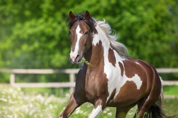 cheval pie galopant dans un pré avec de l'herbe dans la bouche