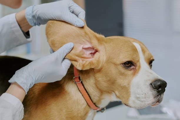 chien calme dont on regarde l'intérieur des oreilles avec des mains gantées