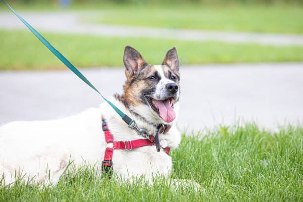 chien couché en balade en harnais et longe