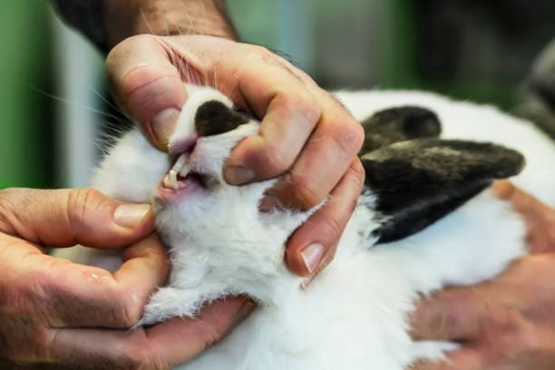 lapin blanc aux oreilles noires qui se fait ausculter les dents calmement