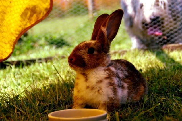 lapin dans un enclos extérieur sur l'herbe devant un bol d'eau regardant l'objectif
