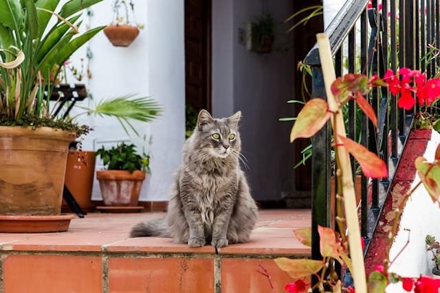 magnifique chat type chartreux gris assis sur le perron d'une terrasse à l'automne tarifs pet sitting