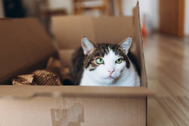 chat européen caché dans un carton de déménagement