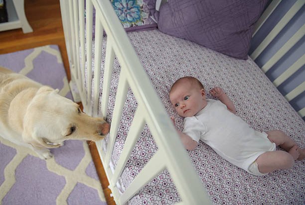 chien type labrador crème observant un bébé européen couché dans son berceau