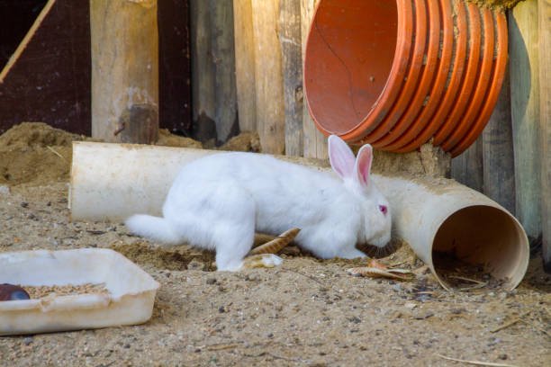 lapin blanc dans des travaux