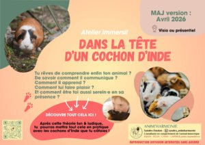 Atelier éthologique DANS LA TÊTE D'UN COCHON D'INDE
