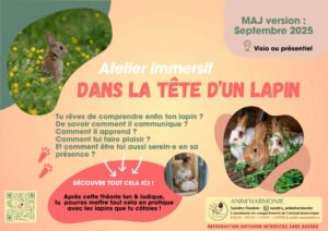 Atelier éthologique DANS LA TÊTE D'UN LAPIN