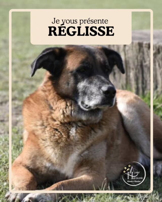 𝗝𝗲 𝘃𝗼𝘂𝘀 𝗽𝗿é𝘀𝗲𝗻𝘁𝗲 𝗮𝘂𝗷𝗼𝘂𝗿𝗱'𝗵𝘂𝗶... 𝗥É𝗚𝗟𝗜𝗦𝗦𝗘 🐕 !🐾 𝗦𝗼𝗻 𝗵𝗶𝘀𝘁𝗼𝗶𝗿𝗲 🐾
Cette jeune croisée Mâtin des Pyrénées issue de sauvetage, à la vie précoce très floue, s’est mise à l’adolescence à exprimer des comportements réactifs envers ses congénères (notamment après de mauvaises expériences en club canin) et certains types de véhicules roulants.Se sont rajoutés au tableau : vocalisations intempestives et destruction en l’absence des humains, comportements de prédation envers les chats notamment, avec montée dans l’échelle d’agressivité, rendant les sorties difficiles à gérer et anxiogènes vu ses 32 kg...🙋🏻‍♀️✨ 𝗔𝗽𝗿è𝘀 𝘂𝗻 𝗯𝗶𝗹𝗮𝗻 𝗰𝗼𝗺𝗽𝗼𝗿𝘁𝗲𝗺𝗲𝗻𝘁𝗮𝗹 𝗲𝘁 𝗿𝗲𝗹𝗮𝘁𝗶𝗼𝗻𝗻𝗲𝗹 𝗮𝘀𝘀𝗼𝗰𝗶é à 𝗽𝗹𝘂𝘀𝗶𝗲𝘂𝗿𝘀 𝘀é𝗮𝗻𝗰𝗲𝘀 𝗱𝗲 𝘀𝘂𝗶𝘃𝗶, 𝗻𝗼𝘂𝘀 𝗮𝘃𝗼𝗻𝘀 𝘁𝗿𝗮𝘃𝗮𝗶𝗹𝗹é :🐶 La mise en place d’un 𝗼𝘂𝘁𝗶𝗹 𝗱𝗲 𝗰𝗼𝗹𝗹𝗲𝗰𝘁𝗲 𝗱𝗲𝘀 𝗱𝗼𝗻𝗻é𝗲𝘀 pour identifier les facteurs influençant les problématiques
🐶  𝗟’𝗮𝗽𝗮𝗶𝘀𝗲𝗺𝗲𝗻𝘁 𝗴é𝗻é𝗿𝗮𝗹 au sein du foyer avec ajustements pour répondre aux besoins de base
🐶  𝗟’𝗮𝗺é𝗹𝗶𝗼𝗿𝗮𝘁𝗶𝗼𝗻 de la 𝗹𝗲𝗰𝘁𝘂𝗿𝗲 𝗱𝘂 𝗹𝗮𝗻𝗴𝗮𝗴𝗲 𝗰𝗼𝗿𝗽𝗼𝗿𝗲𝗹 et des 𝘀𝗶𝗴𝗻𝗮𝘂𝘅 𝗱𝗲 𝗰𝗼𝗺𝗺𝘂𝗻𝗶𝗰𝗮𝘁𝗶𝗼𝗻 𝗰𝗮𝗻𝗶𝗻𝘀
🐶  𝗟’𝗮𝘂𝗴𝗺𝗲𝗻𝘁𝗮𝘁𝗶𝗼𝗻 𝗱𝘂 𝘁𝗲𝗺𝗽𝘀 𝗱𝗲 𝗾𝘂𝗮𝗹𝗶𝘁é avec ses humains pour développer relation et confiance réciproque🐾 𝗟𝗲𝘀 1𝗲𝗿𝘀 𝗿é𝘀𝘂𝗹𝘁𝗮𝘁𝘀 𝗻𝗲 𝘀𝗲 𝘀𝗼𝗻𝘁 𝗽𝗮𝘀 𝗳𝗮𝗶𝘁𝘀 𝗮𝘁𝘁𝗲𝗻𝗱𝗿𝗲 (cf. témoignage de son humaine de référence sur la dernière slide) et Réglisse a progressé au fil des séances de suivi !
Ses gardiens sont plus sereins, les interactions avec les  congénères moins compliquées et la relation Humain-Chien embellie 🐕 !#comportementalisteanimalier
#comportementalistecanin
#comportementduchien #methodespositives
#bienetreanimal monchienmavie
problemesdecomportement