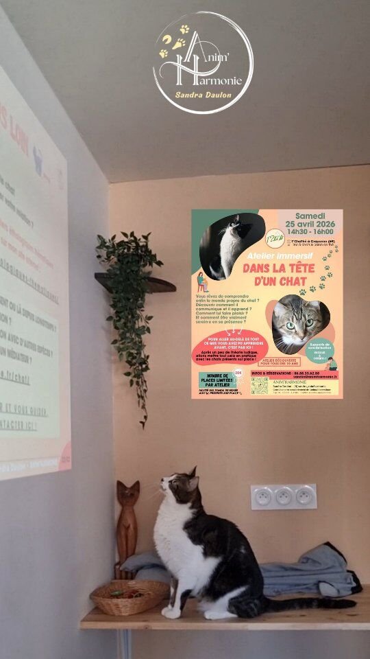 𝗥𝗲𝘁𝗼𝘂𝗿 𝘀𝘂𝗿 𝗹'𝗮𝘁𝗲𝗹𝗶𝗲𝗿 𝗰𝗼𝗹𝗹𝗲𝗰𝘁𝗶𝗳 𝗱𝘂 𝗷𝗼𝘂𝗿 😺🐾
au bar à chats et salon de thé @tchathe.cat
sur Craponne (69).✨️ 𝗨𝗻𝗲 𝗶𝗺𝗺𝗲𝗿𝘀𝗶𝗼𝗻 𝗗𝗮𝗻𝘀 𝗹𝗮 𝗧ê𝘁𝗲 𝗱'𝘂𝗻 𝗖𝗵𝗮𝘁 🐱,
en présence de chassistants très investis 🎣,
de participants studieux 👩🏻‍🏫
le tout dans une ambiance décontractée 🙈
et conviviale 🫖☕️🥛
(dites-moi si vous avez aimé si vous y étiez !!!)❤️🤍💜 𝗘𝘁 𝗹𝗮 𝗽𝗼𝘀𝘀𝗶𝗯𝗶𝗹𝗶𝘁é 𝗱𝗲 𝗿𝗲𝗻𝗰𝗼𝗻𝘁𝗿𝗲𝗿 𝘀𝘂𝗿 𝗽𝗹𝗮𝗰𝗲
𝗱𝗲𝘀 𝗰𝗵𝗮𝘁𝘀 𝗱𝗲 𝗹'𝗮𝘀𝘀𝗼𝗰𝗶𝗮𝘁𝗶𝗼𝗻 @𝘀𝗮𝗻𝘀𝗰𝗿𝗼𝗾𝘂𝗲𝘁𝘁𝗲𝘀𝗳𝗶𝘅𝗲𝘀
qui recherchent leur famille pour la vie !Merci encore Isabelle 🙏🏻 pour ton accueil chaleureux 🤗 et au plaisir de vous y retrouver pour un prochain atelier 😻 !🐾 𝗦𝗲 𝗽𝗿é-𝗶𝗻𝘀𝗰𝗿𝗶𝗿𝗲 𝗽𝗼𝘂𝗿 𝘂𝗻𝗲 𝗽𝗿𝗼𝗰𝗵𝗮𝗶𝗻𝗲 𝘀𝗲𝘀𝘀𝗶𝗼𝗻
et être averti•e en amont des dates possibles
pour vous organiser au mieux ?
=> mp, 📧 ou ☎️ !🐾 𝗕𝗲𝘀𝗼𝗶𝗻 𝗱'𝗮𝗰𝗰𝗼𝗺𝗽𝗮𝗴𝗻𝗲𝗺𝗲𝗻𝘁 𝗮𝘂𝘁𝗼𝘂𝗿 𝗱𝗲 𝗹'𝗮𝗱𝗼𝗽𝘁𝗶𝗼𝗻 𝗱'𝘂𝗻 𝗰𝗵𝗮𝘁 ? Envie d'agrandir votre famille de poilus ?
Des premiers temps ensemble un peu + compliqués qu'imaginés ?
=> 🙋🏻‍♀️ je serais heureuse de vous aider !🐾 Une question sur mes prestations en comportement ou en visites à domicile ?
=> Un 1𝗲𝗿 𝗰𝗼𝗻𝘁𝗮𝗰𝘁 𝗼𝗳𝗳𝗲𝗿𝘁 permettrait d'y voir + clair 🔅 (lien en bio sur Calendly)#comportementalistefelin #ateliercollectif #bienetreanimal #bienetreduchat #comportementalisteanimalier
