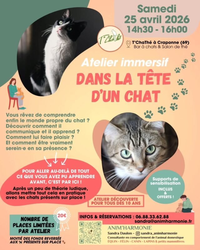 ✨ Et si vous entriez vraiment… 𝗱𝗮𝗻𝘀 𝗹𝗮 𝘁ê𝘁𝗲 𝗱’𝘂𝗻 𝗰𝗵𝗮𝘁 🐈?Pas celui que l’on imagine.
Pas celui que l’on projette.
Mais 𝗰𝗲𝗹𝘂𝗶 𝗾𝘂’𝗶𝗹 𝗲𝘀𝘁, 𝗽𝗿𝗼𝗳𝗼𝗻𝗱é𝗺𝗲𝗻𝘁, 𝗱𝗮𝗻𝘀 𝘀𝗮 𝗺𝗮𝗻𝗶è𝗿𝗲 𝗱𝗲 𝗿𝗲𝘀𝘀𝗲𝗻𝘁𝗶𝗿, 𝗱𝗲 𝗰𝗼𝗺𝗺𝘂𝗻𝗶𝗾𝘂𝗲𝗿, 𝗱’ê𝘁𝗿𝗲 𝗮𝘂 𝗺𝗼𝗻𝗱𝗲.👀 Lors de cet 𝗮𝘁𝗲𝗹𝗶𝗲𝗿 𝗶𝗺𝗺𝗲𝗿𝘀𝗶𝗳 où je vous prêterai 𝗺𝗲𝘀 𝘆𝗲𝘂𝘅 𝗱𝗲 𝗰𝗼𝗺𝗽𝗼𝗿𝘁𝗲𝗺𝗲𝗻𝘁𝗮𝗹𝗶𝘀𝘁𝗲 𝗳é𝗹𝗶𝗻, je vous invite à changer de regard.
À 𝗿𝗮𝗹𝗲𝗻𝘁𝗶𝗿.
À 𝗼𝗯𝘀𝗲𝗿𝘃𝗲𝗿 𝗮𝘂𝘁𝗿𝗲𝗺𝗲𝗻𝘁.
À 𝗿𝗲𝘀𝘀𝗲𝗻𝘁𝗶𝗿 𝗮𝘂𝘀𝘀𝗶.🧠 Vous découvrirez 𝗰𝗼𝗺𝗺𝗲𝗻𝘁 𝗹𝗲 𝗰𝗵𝗮𝘁 𝗽𝗲𝗿ç𝗼𝗶𝘁 𝘀𝗼𝗻 𝗲𝗻𝘃𝗶𝗿𝗼𝗻𝗻𝗲𝗺𝗲𝗻𝘁,
𝗰𝗲 𝗾𝘂𝗶 𝗳𝗮𝗶𝘁 𝘀𝗲𝗻𝘀 𝗽𝗼𝘂𝗿 𝗹𝘂𝗶,
𝗰𝗼𝗺𝗺𝗲𝗻𝘁 𝗶𝗹 𝗮𝗽𝗽𝗿𝗲𝗻𝗱,
et surtout… 𝗰𝗼𝗺𝗺𝗲𝗻𝘁 𝗲𝗻𝘁𝗿𝗲𝗿 𝗲𝗻 𝗿𝗲𝗹𝗮𝘁𝗶𝗼𝗻 𝗮𝘃𝗲𝗰 𝗹𝘂𝗶 𝗱𝗲 𝗺𝗮𝗻𝗶è𝗿𝗲 𝗷𝘂𝘀𝘁𝗲, 𝗿𝗲𝘀𝗽𝗲𝗰𝘁𝘂𝗲𝘂𝘀𝗲 𝗲𝘁 𝗮𝗽𝗮𝗶𝘀é𝗲.🌿 Un temps pour 𝗖𝗢𝗠𝗣𝗥𝗘𝗡𝗗𝗥𝗘
🌿 Un temps pour 𝗘𝗫𝗣É𝗥𝗜𝗠𝗘𝗡𝗧𝗘𝗥
🌿 Un temps pour 𝗖𝗥É𝗘𝗥 𝗗𝗨𝗟𝗜𝗘𝗡, 𝗲𝗻 𝗖𝗢𝗡𝗦𝗖𝗜𝗘𝗡𝗖𝗘Après une 𝗮𝗽𝗽𝗿𝗼𝗰𝗵𝗲 𝗹𝘂𝗱𝗶𝗾𝘂𝗲 𝗲𝘁 𝗮𝗰𝗰𝗲𝘀𝘀𝗶𝗯𝗹𝗲, nous passerons à la 𝗽𝗿𝗮𝘁𝗶𝗾𝘂𝗲 avec les chats de l'association @sanscroquettesfixes présents (et consentants !) sur place… pour 𝘃𝗶𝘃𝗿𝗲, et non seulement comprendre.💫 𝗤𝘂𝗲 𝘃𝗼𝘂𝘀 𝘃𝗶𝘃𝗶𝗲𝘇 𝗮𝘃𝗲𝗰 𝘂𝗻 𝗰𝗵𝗮𝘁 𝗼𝘂 𝗾𝘂𝗲 𝘃𝗼𝘂𝘀 𝘀𝗼𝘂𝗵𝗮𝗶𝘁𝗶𝗲𝘇 𝘀𝗶𝗺𝗽𝗹𝗲𝗺𝗲𝗻𝘁 𝗺𝗶𝗲𝘂𝘅 𝗹𝗲𝘀 𝗰𝗼𝗺𝗽𝗿𝗲𝗻𝗱𝗿𝗲, 𝗰𝗲𝘁 𝗮𝘁𝗲𝗹𝗶𝗲𝗿 𝗲𝘀𝘁 𝘂𝗻𝗲 𝗶𝗻𝘃𝗶𝘁𝗮𝘁𝗶𝗼𝗻 à 𝘂𝗻𝗲 𝗿𝗲𝗻𝗰𝗼𝗻𝘁𝗿𝗲 𝗱𝗶𝗳𝗳é𝗿𝗲𝗻𝘁𝗲.𝗨𝗻𝗲 𝗿𝗲𝗻𝗰𝗼𝗻𝘁𝗿𝗲 𝗾𝘂𝗶 𝘁𝗿𝗮𝗻𝘀𝗳𝗼𝗿𝗺𝗲 𝘃𝗼𝘁𝗿𝗲 𝗿𝗲𝗴𝗮𝗿𝗱… 𝗲𝘁 𝘃𝗼𝘁𝗿𝗲 𝗹𝗶𝗲𝗻 🫶🏻.📅 Date : Samedi 25 avril 2026
🕝 Heure : 14h30-16h00
📍 Lieu : T'ChaThé @tchathe.cat le bar à chats, salon de thé et thé en vrac bio sur Craponne (69290)
🎯 À partir de 10 ans
🐾 Places limitées pour le bien-être de tous dans les échanges
💰 Participation : 20€ - la moitié est reversée aux chats à l'adoption présents sur place, en famille d'accueil pour l'association @sanscroquettesfixes𝗥𝗲𝗻𝘀𝗲𝗶𝗴𝗻𝗲𝗺𝗲𝗻𝘁𝘀 𝗲𝘁 𝗿é𝘀𝗲𝗿𝘃𝗮𝘁𝗶𝗼𝗻𝘀 :
📩 en commentaire/message privé
📞 06.88.33.62.88
📧 sandra@animharmonie.fr