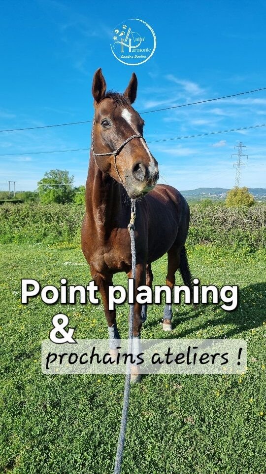 📆 𝗨𝗻 𝗽𝗲𝘁𝗶𝘁 𝗿é𝗲𝗹 𝗽𝗼𝗶𝗻𝘁 𝘀𝘂𝗿 𝗹𝗲 𝗽𝗹𝗮𝗻𝗻𝗶𝗻𝗴
𝗱𝗲𝘀 𝗽𝗿𝗲𝘀𝘁𝗮𝘁𝗶𝗼𝗻𝘀 en
🐕🐈🐎🐇 COMPORTEMENT
🐾 VISITES À DOMICILE
🐕‍🦺 PROMENADES CANINES
et ATELIERS THÉMATIQUES 🐱 / 🐴 / 🐰🐹🐭
𝗮𝘃𝗲𝗰 𝗺𝗼𝗶 🙋🏻‍♀️ !📌 Pour rappel :✨️ 𝗔𝘁𝗲𝗹𝗶𝗲𝗿 𝗗𝗔𝗡𝗦 𝗟𝗔 𝗧Ê𝗧𝗘 𝗗'𝗨𝗡 𝗖𝗛𝗔𝗧 🐱
au bar à chats @tchathe.cat sur Craponne
Le Samedi 25 Avril 2026 à 14h30
À partir de 10 ans, pas besoin d’avoir un 🐈‍⬛ !
➡️ 𝗥𝗲𝘀𝘁𝗲 3 𝗽𝗹𝗮𝗰𝗲𝘀 ⏳️ !!!✨️ 𝗔𝘁𝗲𝗹𝗶𝗲𝗿 𝗗𝗔𝗡𝗦 𝗟𝗔 𝗧Ê𝗧𝗘 𝗗'𝗨𝗡 𝗣𝗢𝗡𝗘𝗬 🐴
au @poney_club_sainte_consorce
Le Dimanche 26 avril 2026 à 10h
Pour les 8-12 ans, pas besoin d'être cavalier•e !
➡️ 𝗜𝗻𝘀𝗰𝗿𝗶𝗽𝘁𝗶𝗼𝗻𝘀 𝗲𝗻 𝗰𝗼𝘂𝗿𝘀 📲📨✨️ 𝗔𝘁𝗲𝗹𝗶𝗲𝗿𝘀 𝗗𝗔𝗡𝗦 𝗟𝗔 𝗧Ê𝗧𝗘 𝗗'𝗨𝗡 𝗟𝗔𝗣𝗜𝗡 🐰 𝗢𝗨 𝗗'𝗨𝗡 𝗖𝗢𝗖𝗛𝗢𝗡 𝗗'𝗜𝗡𝗗𝗘 / 𝗛𝗔𝗠𝗦𝗧𝗘𝗥 🐹
➡️ Dates à définir ensemble selon vos disponibilités et celles de vos enfants, petits groupes possibles, en présentiel et en visio 👩🏻‍💻.🌿 𝗡'𝗵é𝘀𝗶𝘁𝗲𝘇 𝗽𝗮𝘀 à 𝗺𝗲 𝗰𝗼𝗻𝘁𝗮𝗰𝘁𝗲𝗿 𝘀𝗶 𝘃𝗼𝘂𝘀 𝗮𝘃𝗲𝘇 𝗱𝗲𝘀 𝗾𝘂𝗲𝘀𝘁𝗶𝗼𝗻𝘀 ❓️ 𝗼𝘂 𝘀𝗼𝘂𝗵𝗮𝗶𝘁𝗲𝘇 𝗿é𝘀𝗲𝗿𝘃𝗲𝗿 𝘂𝗻 𝗰𝗿é𝗻𝗲𝗮𝘂 𝗲𝗻 𝗰𝗼𝗺𝗽𝗼𝗿𝘁𝗲𝗺𝗲𝗻𝘁 𝗼𝘂 𝘃𝗶𝘀𝗶𝘁𝗲𝘀/𝗽𝗿𝗼𝗺𝗲𝗻𝗮𝗱𝗲𝘀 𝗰𝗮𝗻𝗶𝗻𝗲𝘀 ☎️📱📧 !#comportementalisteanimalier #methodespositives #comportementalistefelin #comportementalistelapin #comportementalisteequin