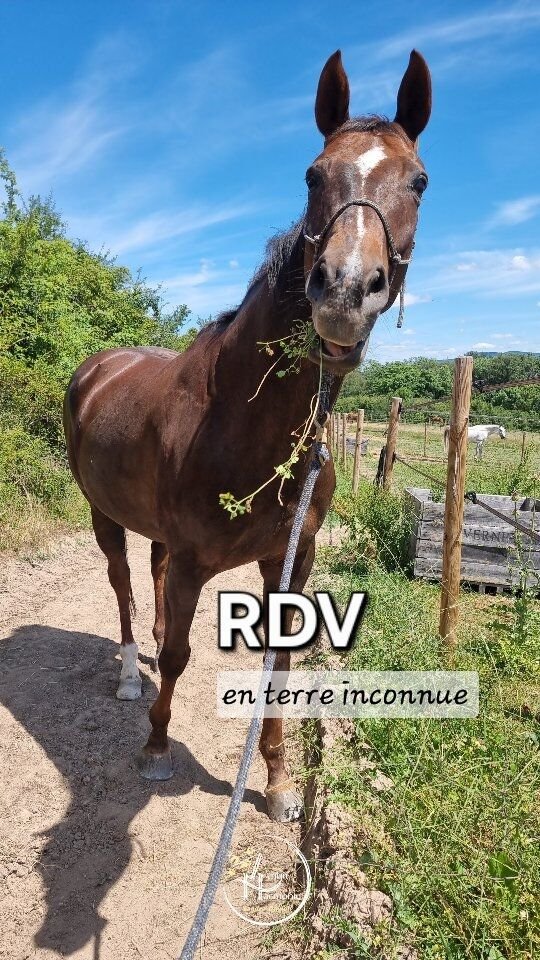 On entend souvent 𝘁𝗼𝘂𝘁𝗲𝘀 𝘀𝗼𝗿𝘁𝗲𝘀 𝗱𝗲 𝗰𝗹𝗶𝗰𝗵é𝘀 𝗲𝘁 𝗽𝗿é𝗷𝘂𝗴é𝘀 𝘀𝘂𝗿 𝗹𝗲𝘀 𝗷𝘂𝗺𝗲𝗻𝘁𝘀 𝗲𝗻 𝗰𝗵𝗮𝗹𝗲𝘂𝗿𝘀, trop ceci ou trop cela 🐎😞 ...
Alors 𝗾𝘂𝗮𝗻𝗱 𝗲𝗻 𝗽𝗹𝘂𝘀 𝗲𝗹𝗹𝗲𝘀 𝘀𝗼𝗻𝘁 𝗱𝗲 𝗯𝗮𝘀𝗲 𝗱é𝗰𝗿𝗶𝘁𝗲𝘀 𝗰𝗼𝗺𝗺𝗲 "𝗱é𝗹𝗶𝗰𝗮𝘁𝗲𝘀", "𝗵𝘆𝗽𝗲𝗿𝘀𝗲𝗻𝘀𝗶𝗯𝗹𝗲𝘀", "𝗮𝗻𝘅𝗶𝗲𝘂𝘀𝗲𝘀" 𝘃𝗼𝗶𝗿𝗲 "𝗶𝗺𝗽𝗿é𝘃𝗶𝘀𝗶𝗯𝗹𝗲𝘀"... c'est la DOUBLE PEINE pour elles !💡𝗘𝘁 𝘀𝗶 𝗷𝗲 𝘁𝗲 𝗱𝗶𝘀𝗮𝗶𝘀 𝗾𝘂𝗲 𝘁𝘂 𝗽𝗼𝘂𝘃𝗮𝗶𝘀 𝗮𝘂 𝗰𝗼𝗻𝘁𝗿𝗮𝗶𝗿𝗲 𝗽𝗿𝗼𝗳𝗶𝘁𝗲𝗿 𝗱𝘂 𝘀𝘁𝗮𝘁𝘂𝘁 𝗵𝗼𝗿𝗺𝗼𝗻𝗮𝗹 𝗱𝗲 𝘁𝗮 𝗷𝘂𝗺𝗲𝗻𝘁, plus câline et en demande d'interactions avec ses congénères
𝗽𝗼𝘂𝗿 𝗹𝘂𝗶 𝗳𝗮𝗶𝗿𝗲 𝘃𝗶𝘃𝗿𝗲 𝗱𝗲 𝗻𝗼𝘂𝘃𝗲𝗹𝗹𝗲𝘀 𝗮𝘃𝗲𝗻𝘁𝘂𝗿𝗲𝘀 𝗲𝗻𝗿𝗶𝗰𝗵𝗶𝘀𝘀𝗮𝗻𝘁𝗲𝘀 𝗲𝗻 𝘁𝗲𝗿𝗿𝗲 𝗶𝗻𝗰𝗼𝗻𝗻𝘂𝗲 ?🗺️ 𝗨𝗻 𝗹𝗶𝗲𝘂 𝗻𝗲𝘂𝘁𝗿𝗲 𝗼𝘂 𝗻𝗼𝘂𝘃𝗲𝗮𝘂, sans association négative préalable,
🐴 𝗨𝗻𝗲 𝗷𝘂𝗺𝗲𝗻𝘁 𝗯𝗶𝗲𝗻 𝗱𝗮𝗻𝘀 𝘀𝗲𝘀 𝘀𝗮𝗯𝗼𝘁𝘀, qui a pu se dépenser un peu avant physiquement, gardée en conditions de réussite = sans avoir dû franchir sa ligne rouge.
🧭 𝗘𝘁 𝗾𝘂𝗶 𝗲𝘀𝘁 𝗰𝗼𝗻𝗻𝗲𝗰𝘁é𝗲 à 𝗹'𝗵𝘂𝗺𝗮𝗶𝗻.𝗲, au rôle de partenaire, référent et soutien émotionnel si besoin.
⏳ 𝗗𝘂 𝘁𝗲𝗺𝗽𝘀 : pas d'objectif de distance, de durée, de rythme.R͟é͟s͟u͟l͟t͟a͟t͟ i͟c͟i͟ a͟v͟e͟c͟ S͟u͟m͟m͟e͟r͟ ͟?
Un 𝘃𝗼𝘆𝗮𝗴𝗲 𝗲𝗻𝗿𝗶𝗰𝗵𝗶𝘀𝘀𝗮𝗻𝘁 𝗽𝗼𝘂𝗿 𝘁𝗼𝘂𝘀 𝗰𝗲𝘀 𝘀𝗲𝗻𝘀 dans un environnement inédit 🌞,
avec 𝗽𝗹𝗲𝗶𝗻 𝗱𝗲 𝗰𝗼𝗻𝗴é𝗻è𝗿𝗲𝘀 +/- sensibles à ses charmes 😂 ,
𝗽𝗹𝗲𝗶𝗻 𝗱𝗲 𝗰𝗵𝗼𝘀𝗲𝘀 à 𝗯𝗿𝗼𝘂𝘁𝗲𝗿 pour s'apaiser si besoin 🌿
et renforcer les expériences vécues positivement 🌾 !🙋🏻‍♀️ 𝗦𝗶 𝘁𝘂 𝘃𝗲𝘂𝘅 𝗾𝘂𝗲 𝗷𝗲 𝘁'𝗮𝗶𝗱𝗲 à 𝗰𝗮𝗽𝗶𝘁𝗮𝗹𝗶𝘀𝗲𝗿 𝘀𝘂𝗿 𝗹𝗲𝘀 𝗳𝗼𝗿𝗰𝗲𝘀 𝗲𝘁 𝗽𝗮𝗿𝘁𝗶𝗰𝘂𝗹𝗮𝗿𝗶𝘁é𝘀 𝗱𝗲 𝘁𝗼𝗻 𝗰𝗵𝗲𝘃𝗮𝗹 🐎
pour diminuer son anxiété, favoriser son retour au calme, apaiser les relations avec ses congénères ou autre problématique que tu rencontres au quotidien
et qui vous pèsent à tous les 2, 𝗰𝗼𝗻𝘁𝗮𝗰𝘁𝗲-𝗺𝗼𝗶 𝗲𝗻 𝗺𝗽 !#comportementalisteequin #methodespositives ##bienetreanimal #méthodelima #lowstress