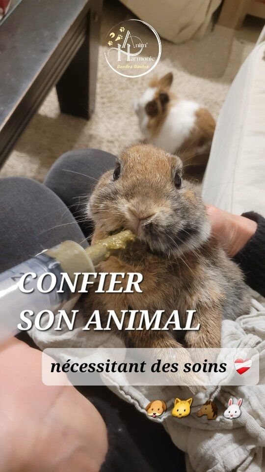 Confier son animal de compagnie est une chose, le confier lorsqu'en plus il est malade ou doit suivre un traitement en est une autre 😬😔❤️‍🩹.Soyez assurés que je m'occuperai de leurs soins et leur donnerai leurs traitements dans les meilleures conditions et le plus de douceur possible 🫶🏻✨️.🩺💉💊🩹
Quelle que soit leur espèce et peu importe leur âge 🐶🐱🐴🐰 :
Je peux aussi vous accompagner à ce que soins et traitements à administrer ne soit plus une galère sans fin...
... les visites chez le vétérinaire et les manipulations d'autres professionnels de santé animaliers non plus 🏥👨🏻‍⚕️👩🏼‍⚕️🧑‍⚕️ !🙋🏻‍♀️Contactez-moi pour discuter de vos besoins d'accompagnement pour rendre ces moments plus agréables pour tous 🐾📩📧☎️#bienetreanimal #methodespositives #soinscooperatifs #medicatraining #petsitterlyon