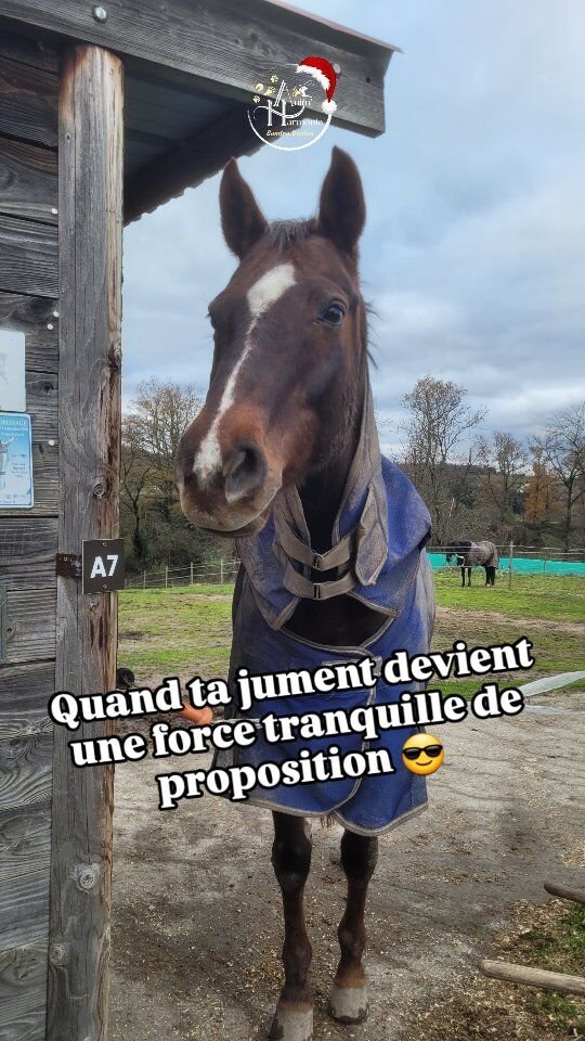 L'ancienne terreur de l'écurie 👿
Celle à qui on mettait 2 licols car elle risquait d'en flinguer un en pétant en l'air 💣
Qu'on cadrait un max pour contrôler ses réactions disproportionnées ⚡️
Et qui explosait pour tout et n'importe quoi sans plus prendre la peine de prévenir en montant en signaux 🔥
Dont tout le monde - humains et congénères- s'écartait même sans 🎀 rouge...Avec patience, amour et une réhabilitation comportementale progressive et respectant son intégrité physique et émotionnelle elle est transformée ✨️Son seuil de tolérance peut encore être dépassé plus rapidement que pour un cheval qui n'a pas eu toutes ces expériences de vie difficiles -  on n'efface jamais totalement les traumatismes passés avec le vivant - mais elle arrive......à redescendre beaucoup + rapidement l'échelle du stress 📉
... trouver en elle des ressources pour cela 💓,
... à se connecter avec l'humain source de sécurité et confiance pour l'aider également 🙋🏻‍♀️💡 Il n'y a pas d'âge pour améliorer le bien-être et les comportements d'un animal 🐾, raconte-moi votre histoire et ensemble aidons-le à vivre mieux, plus heureux 🫶🏻🐎🐕🐈‍⬛🐇 !Contacte-moi ✉️ !