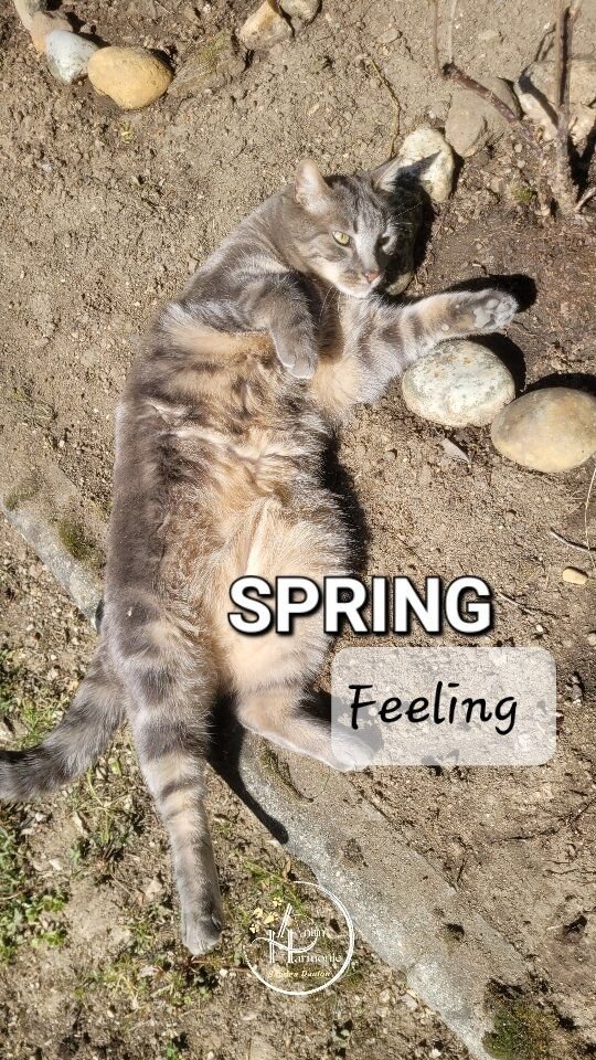 🌿 Spring feeling 😎 🌿🐱 C'est quoi que votre chat préfère vous en cette saison ?Ici sans conteste se rouler dans la terre fraîchement retournée 🏔 et chauffée par le ☀️ !🐾 Dites-moi en commentaire 🤗 !#comportementalistefelin #comportementanisteanimalier #comprendresonanimal
#methodespositives
#ethologiefeline