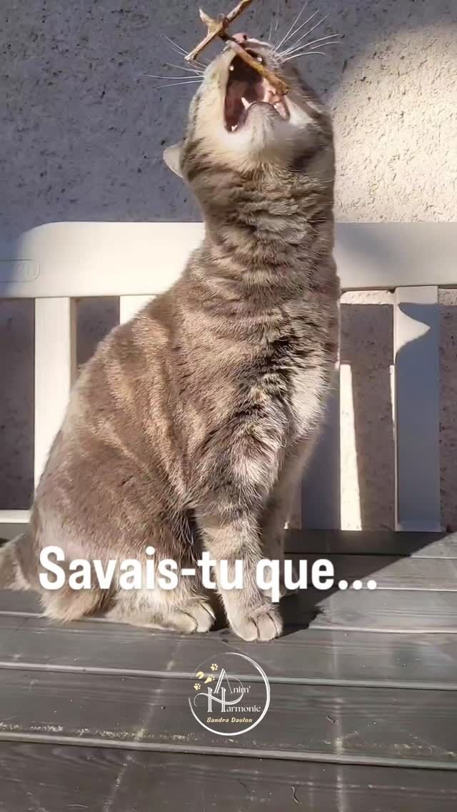 💡𝗦𝗮𝘃𝗮𝗶𝘀-𝘁𝘂 𝗾𝘂𝗲...Le 𝗝𝗘𝗨
est un 𝗜𝗡𝗗𝗜𝗖𝗔𝗧𝗘𝗨𝗥 de 𝗕𝗜𝗘𝗡-Ê𝗧𝗥𝗘
chez le 𝗰𝗵𝗮𝘁 🐱 ?Pourquoi 🤔 ?🧠 Parce qu'en JOUANT, le chat reproduit différentes 𝘀é𝗾𝘂𝗲𝗻𝗰𝗲𝘀 𝗱𝗲 𝗣𝗥É𝗗𝗔𝗧𝗜𝗢𝗡 🐾🐁🐀🐦‍⬛🐈 Ce COMPORTEMENT fait partie de son É𝗧𝗛𝗢𝗚𝗥𝗔𝗠𝗠𝗘, c'est-à-dire le répertoire de comportements 𝗽𝗿𝗼𝗽𝗿𝗲𝘀 à 𝘀𝗼𝗻 𝗲𝘀𝗽è𝗰𝗲.🪷 EXPRIMER un COMPORTEMENT NORMAL de son ESPÈCE fait partie des 5 𝗟𝗜𝗕𝗘𝗥𝗧É𝗦 𝗙𝗢𝗡𝗗𝗔𝗠𝗘𝗡𝗧𝗔𝗟𝗘𝗦 𝗱𝘂 𝗕𝗜𝗘𝗡-Ê𝗧𝗥𝗘 𝗔𝗡𝗜𝗠𝗔𝗟 🐾 (avec l'absence de faim, de soif, de peur et de stress physique et thermique, l'absence de douleur et de maladie).⚠️ 𝗨𝗡𝗘 𝗣𝗘𝗧𝗜𝗧𝗘 𝗥𝗘𝗠𝗔𝗥𝗤𝗨𝗘 𝗰𝗲𝗽𝗲𝗻𝗱𝗮𝗻𝘁 ⚠️
Si on peut définir le BIEN-ÊTRE d’un animal selon l’état mental et physique positif lié à la satisfaction de ses besoins physiologiques et comportementaux, ainsi que de ses attentes, 𝗰𝗲𝘁 é𝘁𝗮𝘁 𝗩𝗔𝗥𝗜𝗘 𝗲𝗻 𝗙𝗢𝗡𝗖𝗧𝗜𝗢𝗡 𝗱𝗲 𝗹𝗮 𝗣𝗘𝗥𝗖𝗘𝗣𝗧𝗜𝗢𝗡 𝗱𝗲 𝗹𝗮 𝗦𝗜𝗧𝗨𝗔𝗧𝗜𝗢𝗡 𝗽𝗮𝗿 𝗹’𝗔𝗡𝗜𝗠𝗔𝗟 !🤹 Si on souhaite JOUER avec son chat on veillera donc toujours :
-> à 𝗢𝗕𝗦𝗘𝗥𝗩𝗘𝗥 𝘀𝗼𝗻 𝗹𝗮𝗻𝗴𝗮𝗴𝗲 𝗰𝗼𝗿𝗽𝗼𝗿𝗲𝗹
-> à 𝗿𝗲𝗰𝗵𝗲𝗿𝗰𝗵𝗲𝗿 𝗹𝗲𝘀 𝗦𝗜𝗚𝗡𝗘𝗦 𝗱’𝗲𝘅𝗽𝗿𝗲𝘀𝘀𝗶𝗼𝗻 𝗱’É𝗠𝗢𝗧𝗜𝗢𝗡𝗦 𝗣𝗢𝗦𝗜𝗧𝗜𝗩𝗘𝗦 (satisfaction, plaisir…)
-> et 𝗣𝗔𝗦 𝗱𝗲 𝘀𝗶𝗴𝗻𝗲𝘀 𝗱𝗲 𝗦𝗧𝗥𝗘𝗦𝗦 (dans ce cas on ne serait pas dans le JEU mais + dans une interaction non consentir qui pourrait entrainer des réactions de défense/agressivité 😉) !➡️ 𝗨𝗻 𝗰𝗵𝗮𝘁 𝗾𝘂𝗶 𝗻𝗲 𝗷𝗼𝘂𝗲 𝗽𝗮𝘀 😫?
Quel que soit son âge ce n'est pas une fatalité !
Je peux vous aider à comprendre pourquoi
il n'exprime pas ce comportement naturel
et comment améliorer son bien-être 😻 !☎️📱📩𝗖𝗼𝗻𝘁𝗮𝗰𝘁𝗲𝘇-𝗺𝗼𝗶 𝗽𝗮𝗿 𝗺𝗽/𝘁é𝗹é𝗽𝗵𝗼𝗻𝗲 𝗼𝘂 𝗽𝗿𝗲𝗻𝗱𝘀 𝗱𝗶𝗿𝗲𝗰𝘁𝗲𝗺𝗲𝗻𝘁 𝘂𝗻 𝗰𝗿é𝗻𝗲𝗮𝘂 𝗼𝗳𝗳𝗲𝗿𝘁 𝗱𝗲 15 𝗺𝗶𝗻 𝗽𝗼𝘂𝗿 𝗲𝗻 𝗱𝗶𝘀𝗰𝘂𝘁𝗲𝗿 𝗲𝗻𝘀𝗲𝗺𝗯𝗹𝗲 𝗱𝗲 𝘃𝗶𝘃𝗲 𝘃𝗼𝗶𝘅 🙋🏻‍♀️ !#comportementalistefelin #bienetreanimal #methodespositives #jeuchezlechat #comportementalisteanimalier