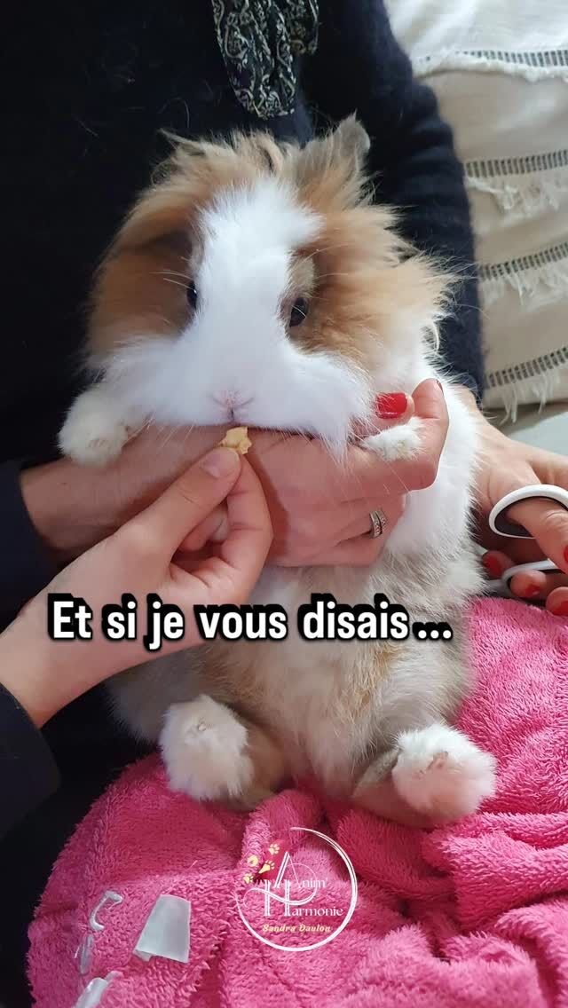 💡Et si je vous disais que couper les griffes de votre lapin ou faire des soins de base pouvait être une activité  ludique, pédagogique et un moment agréable pour tous, 🐇 compris, et partagé en famille 🐾👨‍👩‍👦 ?➡️❓️ Dites-moi en commentaire ou + bas en sondage comment cela se passe chez vous !!!❇️ Apprendre ces gestes simples mais essentiels, dès le plus jeune âge, en conscience et avec la coopération du petit compagnon de la maison : c'est possible 🎉 !👫 Je peux vous accompagner pour mettre en place des apprentissages pérennes et respectueux du bien-être animal dans mes ATELIERS ÉTHOLOGIQUES THÉMATIQUES qui seront adaptés à l'âge de vos enfants s'il y en a dans votre foyer !🙋🏻‍♀️📧 Contactez-moi pour discuter ensemble de votre besoin et adapter format, contenu et durée à votre foyer !🎬 Éliana 👧🏼 9 ans et Câline 🐰 5 ans#comportementanisteanimalier #bienetreanimal #comportementdulapin #soinscooperatifs #methodespositives #comportementalistelapin #atelierpedagogiqueanimalier #atelierethologique #monlapinnain #monlapinLes soins avec vos 🐾 :