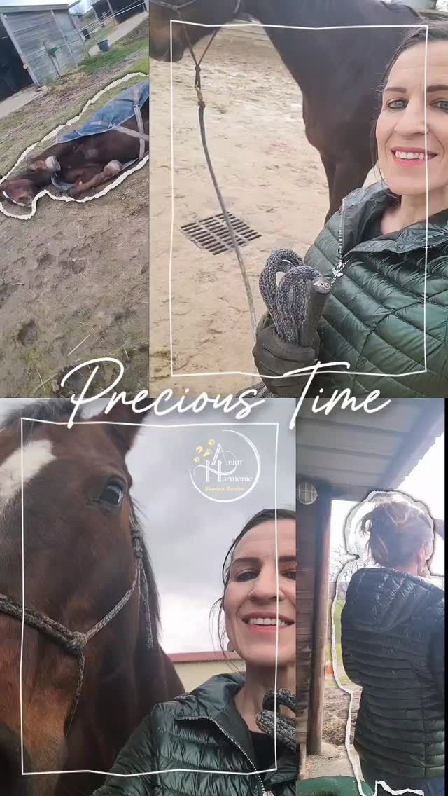 Ces moment-là d'une si grande valeur ♥️, tellement plus gratifiants que ces recherches sans fin de toujours plus de performance...✨️Savoir que l'on est pour Eux un référent humain solide, de confiance, bien-veillant et rassurant 🫶🏻🌿Qui comprend sans jugement.
🌿Qui accompagne sans brusquer.
🌿Qui aime sans condition.
🌿Qui n'est pas au-dessus mais à côté.
🌿Qui apprend, s'ajuste, s'améliore avec Eux.💫 Un cercle vertueux, un 👣 après l'autre ❤️‍🔥.#bienetreanimal #comportementanimal #animallovers #animalcare #comportementalisteanimalier #monchevalmavie #hypersensibilité #comportementalisteequin #bienveillanceeducative #methodespositives