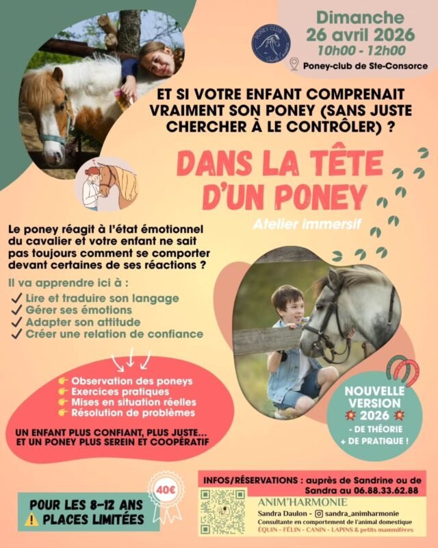 🐴 “Il n’écoute rien…”
“Il fait n’importe quoi…”
“Il est méchant…”
“Il est têtu…”
👉 Et si… ce n’était pas ça le problème ?Suite au succès de l’édition précédente, je suis ravie de proposer à nouveau l’atelier :
« 𝗗𝗮𝗻𝘀 𝗹𝗮 𝗧ê𝘁𝗲 𝗱’𝘂𝗻 𝗣𝗼𝗻𝗲𝘆 », le dimanche 26 avril 2026 au Poney-Club de Sainte Consorce🐴.Et cette année, il évolue dans une
✨ 𝗡𝗢𝗨𝗩𝗘𝗟𝗟𝗘 𝗩𝗘𝗥𝗦𝗜𝗢𝗡 ✨J’ai pris en compte les retours des enfants et des parents :
➡️ 𝗠𝗼𝗶𝗻𝘀 𝗱𝗲 𝘁𝗵é𝗼𝗿𝗶𝗲
➡️ 𝗣𝗹𝘂𝘀 𝗱𝗲 𝗽𝗿𝗮𝘁𝗶𝗾𝘂𝗲 𝗲𝘁 𝗱’𝗼𝗯𝘀𝗲𝗿𝘃𝗮𝘁𝗶𝗼𝗻
➡️ 𝗗𝗲𝘀 𝗺𝗶𝘀𝗲𝘀 𝗲𝗻 𝘀𝗶𝘁𝘂𝗮𝘁𝗶𝗼𝗻 𝗰𝗼𝗻𝗰𝗿è𝘁𝗲𝘀🎯 L’objectif reste le même, mais avec une 𝗮𝗽𝗽𝗿𝗼𝗰𝗵𝗲 𝗲𝗻𝗰𝗼𝗿𝗲 𝗽𝗹𝘂𝘀 𝘃𝗶𝘃𝗮𝗻𝘁𝗲 𝗲𝘁 𝗮𝗱𝗮𝗽𝘁é𝗲
𝗮𝘂𝘅 8–12 𝗮𝗻𝘀 : permettre aux enfants
de vraiment comprendre leur poney…
et surtout d’𝗮𝗽𝗽𝗿𝗲𝗻𝗱𝗿𝗲 à 𝗶𝗻𝘁𝗲𝗿𝗮𝗴𝗶𝗿 𝗮𝘃𝗲𝗰 𝗹𝘂𝗶
𝗱𝗲 𝗺𝗮𝗻𝗶è𝗿𝗲 𝗷𝘂𝘀𝘁𝗲 𝗲𝘁 𝘀é𝗰𝘂𝗿𝗶𝘀é𝗲
𝗮𝗳𝗶𝗻 𝗱𝗲 𝗰𝗿é𝗲𝗿 𝘂𝗻𝗲 𝗿𝗲𝗹𝗮𝘁𝗶𝗼𝗻 𝗱𝗲 𝗰𝗼𝗻𝗳𝗶𝗮𝗻𝗰𝗲.🐴 Au programme de cet atelier concret et interactif :• 𝗢𝗯𝘀𝗲𝗿𝘃𝗲𝗿 𝗹𝗲𝘀 𝗽𝗼𝗻𝗲𝘆𝘀 𝗽𝗼𝘂𝗿 𝗺𝗶𝗲𝘂𝘅 𝗹𝗲𝘀 𝗰𝗼𝗺𝗽𝗿𝗲𝗻𝗱𝗿𝗲
• 𝗔𝗽𝗽𝗿𝗲𝗻𝗱𝗿𝗲 à 𝗿é𝗮𝗴𝗶𝗿 𝗳𝗮𝗰𝗲 𝗮𝘂𝘅 𝘀𝗶𝘁𝘂𝗮𝘁𝗶𝗼𝗻𝘀 𝗿é𝗲𝗹𝗹𝗲𝘀 :
–> poney qui mord ou menace
–> poney qui a peur
–> poney qui n’avance pas… ou qui s’emballeEt surtout… 𝘂𝗻 𝘁𝗿𝗮𝘃𝗮𝗶𝗹 𝗲𝘀𝘀𝗲𝗻𝘁𝗶𝗲𝗹 𝗮𝘂𝘁𝗼𝘂𝗿 𝗱𝗲 𝗹𝗮 𝗿𝗲𝗹𝗮𝘁𝗶𝗼𝗻 ❤️ :
👉 le poney ressent et réagit aux émotions de l'enfant, qui découvrira à quel point
ses é𝗺𝗼𝘁𝗶𝗼𝗻𝘀, sa 𝗽𝗼𝘀𝘁𝘂𝗿𝗲 et son 𝗶𝗻𝘁𝗲𝗻𝘁𝗶𝗼𝗻 𝗶𝗻𝗳𝗹𝘂𝗲𝗻𝗰𝗲𝗻𝘁 𝗱𝗶𝗿𝗲𝗰𝘁𝗲𝗺𝗲𝗻𝘁 𝗹𝗲 𝗰𝗼𝗺𝗽𝗼𝗿𝘁𝗲𝗺𝗲𝗻𝘁 𝗱𝗲 𝗹’𝗮𝗻𝗶𝗺𝗮𝗹.✨ L’idée ? Pas seulement apprendre “quoi faire” mais comprendre 𝗰𝗼𝗺𝗺𝗲𝗻𝘁 ê𝘁𝗿𝗲 𝗮𝘃𝗲𝗰 𝗹𝗲 𝗽𝗼𝗻𝗲𝘆.Idéal pour :
✔ 𝗰𝗮𝘃𝗮𝗹𝗶𝗲𝗿𝘀 𝗼𝘂 𝗳𝘂𝘁𝘂𝗿𝘀 𝗰𝗮𝘃𝗮𝗹𝗶𝗲𝗿𝘀
✔ 𝗰𝗲𝘂𝘅 𝗾𝘂𝗶 𝗿𝗲𝗻𝗰𝗼𝗻𝘁𝗿𝗲𝗻𝘁 𝗱𝗲𝘀 𝗱𝗶𝗳𝗳𝗶𝗰𝘂𝗹𝘁é𝘀 𝗮𝘂 𝗰𝗼𝗻𝘁𝗮𝗰𝘁 𝗱𝗲 𝗰𝗲𝗿𝘁𝗮𝗶𝗻𝘀 𝗽𝗼𝗻𝗲𝘆𝘀
✔ 𝗰𝗲𝘂𝘅 𝗾𝘂𝗶 𝘃𝗲𝘂𝗹𝗲𝗻𝘁 𝗺𝗶𝗲𝘂𝘅 𝗹𝗲𝘀 𝗰𝗼𝗺𝗽𝗿𝗲𝗻𝗱𝗿𝗲 !🙏 Un cavalier ou futur cavalier que ça pourrait aider ?
𝗡’𝗵é𝘀𝗶𝘁𝗲𝘇 𝗽𝗮𝘀 à 𝗽𝗮𝗿𝘁𝗮𝗴𝗲𝗿 !⚠️ 𝗣𝗹𝗮𝗰𝗲𝘀 𝗹𝗶𝗺𝗶𝘁é𝗲𝘀 !!!