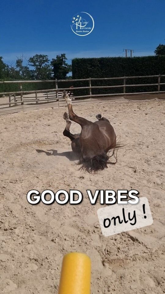 ☀️ De 𝗴𝗼𝗼𝗱 𝘃𝗶𝗯𝗲𝘀 ce matin 😎
en 𝗮𝘁𝗲𝗹𝗶𝗲𝗿 é𝘁𝗵𝗼𝗹𝗼𝗴𝗶𝗾𝘂𝗲 𝘁𝗵é𝗺𝗮𝘁𝗶𝗾𝘂𝗲
" 𝗗𝗔𝗡𝗦 𝗟𝗔 𝗧Ê𝗧𝗘 𝗗'𝗨𝗡 𝗣𝗢𝗡𝗘𝗬 🐴 "Des ateliers 𝗶𝗺𝗺𝗲𝗿𝘀𝗶𝗳𝘀 𝘂𝗻𝗶𝗾𝘂𝗲𝘀
100% 𝗽𝗲𝗿𝘀𝗼𝗻𝗻𝗮𝗹𝗶𝘀é𝘀
adaptés aux 𝗲𝗻𝗳𝗮𝗻𝘁𝘀 / 𝗮𝗱𝗼𝘀 / 𝗮𝗱𝘂𝗹𝘁𝗲𝘀🌿 Pour apprendre à 𝗢𝗕𝗦𝗘𝗥𝗩𝗘𝗥,
𝗠𝗜𝗘𝗨𝗫 𝗖𝗢𝗠𝗣𝗥𝗘𝗡𝗗𝗥𝗘 𝗲𝘁 𝗖𝗢𝗠𝗠𝗨𝗡𝗜𝗤𝗨𝗘𝗥 ✨️🌿 En 𝗥𝗘𝗦𝗣𝗘𝗖𝗧𝗔𝗡𝗧 𝗟'É𝗧𝗔𝗧 É𝗠𝗢𝗧𝗜𝗢𝗡𝗡𝗘𝗟
de chacun, humain et équidé 🪷 !🌿 𝗘𝗻𝘃𝗶𝗲 𝗱𝗲 𝘃𝗶𝘃𝗿𝗲 𝘃𝗼𝘂𝘀 𝗮𝘂𝘀𝘀𝗶 𝗰𝗲𝘁𝘁𝗲 𝗲𝘅𝗽é𝗿𝗶𝗲𝗻𝗰𝗲 𝘂𝗻𝗶𝗾𝘂𝗲 🫶🏻 ?
Contactez-moi 📨📲📹🐴 : HOURRAL papi-poney de 31 ans 🥰 @#comportementalisteequin
#bienetreanimal #methodespositives #atelier éthologique #danslatetedunponey