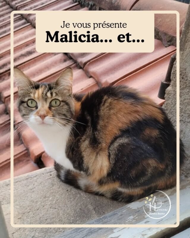 Je vous présente aujourd'hui... MALICIA et RAVEN 🐈🐈 !🐾 Leur histoire 🐾
Ces 2 sœurs, Malicia la plus joueuse et Raven plus en retrait ont grandi dans un petit appartement. Lorsque leur humaine a déménagé, elles ont eu accès à l'extérieur.
📢🏙️🚗🐈‍⬛ Bruits, voitures, autres chats, autant de nouveautés et dangers auxquels elles ont rapidement dû s’adapter.
😰 La téméraire Malicia a disparu plusieurs jours augmentant l’anxiété déjà présente de son humaine, tandis qu’à la maison le fossé s'est creusé avec Raven, de moins en moins câline, de plus en plus craintive et évitante, jusqu’à ne plus pouvoir l’approcher du tout...🙋🏻‍♀️✨ Après 𝗽𝗹𝘂𝘀𝗶𝗲𝘂𝗿𝘀 𝘃𝗶𝘀𝗶𝘁𝗲𝘀 à 𝗱𝗼𝗺𝗶𝗰𝗶𝗹𝗲 et lors de leur ré𝗵𝗮𝗯𝗶𝗹𝗶𝘁𝗮𝘁𝗶𝗼𝗻 𝗰𝗼𝗺𝗽𝗼𝗿𝘁𝗲𝗺𝗲𝗻𝘁𝗮𝗹𝗲 𝗲𝘁 𝗿𝗲𝗹𝗮𝘁𝗶𝗼𝗻𝗻𝗲𝗹𝗹𝗲, nous avons travaillé :😺 𝗟’𝗵𝗮𝗯𝗶𝘁𝘂𝗮𝘁𝗶𝗼𝗻 𝗽𝗿𝗼𝗴𝗿𝗲𝘀𝘀𝗶𝘃𝗲 à mon odeur, ma voix, ma présence en 𝗿𝗲𝘀𝗽𝗲𝗰𝘁𝗮𝗻𝘁 𝗹𝗲𝘂𝗿 𝘀𝗲𝘂𝗶𝗹 𝗱𝗲 𝘁𝗼𝗹é𝗿𝗮𝗻𝗰𝗲.
😺  𝗟’𝗮𝗽𝗮𝗶𝘀𝗲𝗺𝗲𝗻𝘁 𝗴é𝗻é𝗿𝗮𝗹 sur le lieu de vie en 𝗿𝗲𝗻𝗳𝗼𝗿𝗰𝗲𝗺𝗲𝗻𝘁 𝗽𝗼𝘀𝗶𝘁𝗶𝗳 et la 𝗽𝗿𝗶𝘀𝗲 𝗱𝗲 𝗰𝗼𝗻𝘀𝗰𝗶𝗲𝗻𝗰𝗲 𝗱𝗲 𝗹’𝗶𝗺𝗽𝗼𝗿𝘁𝗮𝗻𝗰𝗲 𝗱𝗲 𝗹’é𝘁𝗮𝘁 é𝗺𝗼𝘁𝗶𝗼𝗻𝗻𝗲𝗹 𝗱𝗲 𝗹’𝗵𝘂𝗺𝗮𝗶𝗻.
😺  𝗨𝗻𝗲 𝗹𝗲𝗰𝘁𝘂𝗿𝗲 𝗳𝗶𝗻𝗲 𝗱𝘂 𝗹𝗮𝗻𝗴𝗮𝗴𝗲 𝗲𝘁 𝗱𝗲𝘀 𝘀𝗶𝗴𝗻𝗮𝘂𝘅 𝗱𝗲 𝗰𝗼𝗺𝗺𝘂𝗻𝗶𝗰𝗮𝘁𝗶𝗼𝗻 𝗳é𝗹𝗶𝗻𝘀.
😺  𝗟’𝗮𝘂𝗴𝗺𝗲𝗻𝘁𝗮𝘁𝗶𝗼𝗻 𝗱𝗲𝘀 𝘁𝗲𝗺𝗽𝘀 𝗱𝗲 𝗾𝘂𝗮𝗹𝗶𝘁é avec moi puis son humaine à son retour pour 𝗱é𝘃𝗲𝗹𝗼𝗽𝗽𝗲𝗿 𝗹𝗮 𝗿𝗲𝗹𝗮𝘁𝗶𝗼𝗻 et une 𝗰𝗼𝗻𝗳𝗶𝗮𝗻𝗰𝗲 𝗿é𝗰𝗶𝗽𝗿𝗼𝗾𝘂𝗲.🐾 𝗟𝗲𝘀 1𝗲𝗿𝘀 𝗰𝗵𝗮𝗻𝗴𝗲𝗺𝗲𝗻𝘁𝘀 𝗰𝗼𝗺𝗽𝗼𝗿𝘁𝗲𝗺𝗲𝗻𝘁𝗮𝘂𝘅 𝗻𝗲 𝘀𝗲 𝘀𝗼𝗻𝘁 𝗽𝗮𝘀 𝗳𝗮𝗶𝘁𝘀 𝗮𝘁𝘁𝗲𝗻𝗱𝗿𝗲, Malicia & Raven ont progressé de jours en jour, entrainant des améliorations pérennes et la création d'une relation belle, forte et harmonieuse du trinôme humaine-chat.✨️𝗦𝗶 𝗹𝗲𝘂𝗿 𝗴𝗮𝗿𝗱𝗶𝗲𝗻𝗻𝗲 𝗔𝗱é𝗹𝗶𝗲 𝗽𝗮𝗿𝗹𝗲 𝗱𝗲 𝗺𝗮𝗴𝗶𝗲 🪄 𝗱𝗮𝗻𝘀 𝗺𝗼𝗻 𝗶𝗻𝘁𝗲𝗿𝘃𝗲𝗻𝘁𝗶𝗼𝗻, c'est avant tout le fruit d'une vraie écoute bienveillante, respectueuse et douce, et d'une approche personnalisée, à la fois holistique et systémique, associées à des méthodes positives !#comportementalistefelin #methodespositives