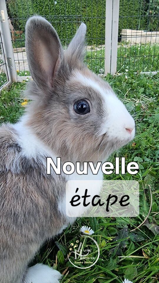 C'est l'heure 🔔 !!!Petit Filou 🐇, très jeune lapin sauvé début novembre 2025 et à l'adoption via l'association @lespattounesheureuses (que je remercie encore pour sa prise en charge 🙏🏻🫶🏻) va prochainement rejoindre son foyer pour la vie : une vie en LIBERTÉ avec une COPINE 🐇 🥹 !Mais je tenais à lui permettre de vivre encore une étape avant cela... et c'était aujourd'hui 🌞🌿 !#comportementalisteanimalier #comportementdulapin #bienetreanimal #adoptdontshop #comportementalistelapin