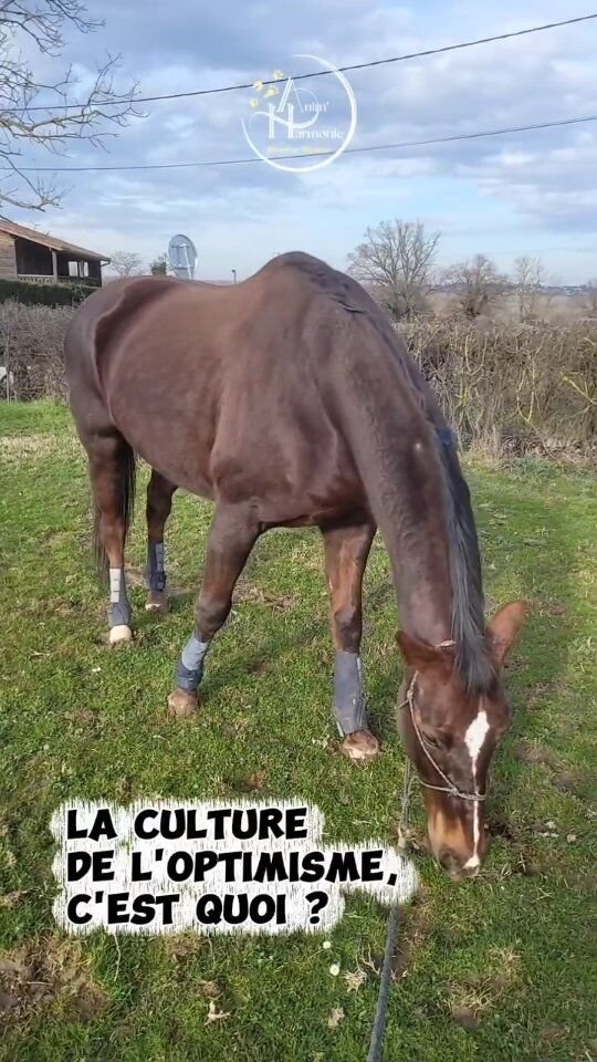 La CULTURE… de L'OPTIMISME 💯🔆💯🔆💯 !💡Couplé au CONTRÔLE de l'ENVIRONNEMENT 🛤 et à la LECTURE des SIGNAUX de COMMUNICATION 👀, développer l'optimisme et la confiance de l'animal est primordial !📌 Pourquoi ?
Quand il sera dans une nouvelle situation face à un nouveau stimulus, il se dira “ TOUT VA BIEN SE PASSER ˮ parce quʼil sera persuadé que tout va bien se passer 🤗 !=> En ayant auparavant emmagasiné plein d'expériences AGRÉABLES (= associé à des ÉMOTIONS POSITIVES 💓), chaque nouvelle expérience ayant été confortable, il se dira que la prochaine fois il y a pas de raison qu'elle ne le soit pas, confortable 🔄 !🙀 Ton animal est anxieux, peureux, stressé pour "rien" ?
Je t'accompagne pour comprendre pourquoi et te donner des clés pour l'aider à redescendre l'échelle du stress 〽️✅️ !
Et partager enfin avec lui des moments + sereins et agréables pour tous les 2 🙂🫶🏻🐾 !#comportementanisteanimalier #bilancomportemental #bienetreanimal #comportementalistecanin #comportementalistelapin #comprendresoncheval #comportementduchat #methodespositives #ethologieequine #ethologiecanine #ethologiefeline #comprendresoncheval #comprendresonanimal #comprendresonchat #comprendresonlapin