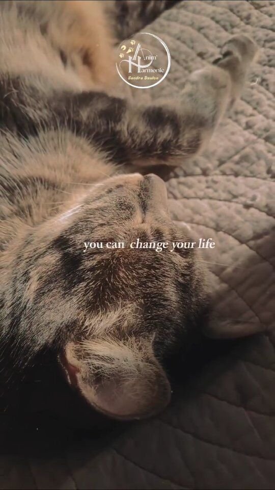 ✨️ NOUVELLE ANNÉE ✨️ rime avec NOUVEAUX CHALLENGES qui sonnent parfois comme des injonctions 🙈... et engendrent + de pression encore qu'autre chose 😥 !Mais pourtant ils sont BIEN RÉELS vos SOUHAITS concernant vos animaux 🐈‍⬛🐎🐕🐇 !Ces ENVIES dans un coin de tête 🫣... ou qui vous prennent la tête 🤯...... de CHANGER des choses dans votre quotidien ne vont pas bien 😵‍💫,
... de RÉALISER ce rêve de relation harmonieuse 🥹,
... de RECOMMENCER ces apprentissages qui n'ont pas été à la hauteur de vos espérances 😪,
... d'AMÉLIORER leur bien-être et le votre par ricochet 🥰,
... de CRÉER une connexion forte et pérenne 💪🏻,
... de DÉVELOPPER ce lien de confiance mutuelle 🫶🏻,
... de les COMPRENDRE mieux encore 🔎,
... de DEVENIR un meilleur gardien ❤️‍🔥,
... de TROUVER des clés qui feront la différence 🗝,
... d'ÊTRE heureux ensemble tout simplement 😻 !↪️ Et si je vous disais que c'est POSSIBLE - SANS PRESSION ! - que je peux vous ACCOMPAGNER pour y arriver avec BIENVEILLANCE, SANS JUGEMENT et de MANIÈRE PERSONNALISÉE !🐾 Alors raconte-moi tes rêves les plus fous en commentaire ou en mp, et voyons ensemble comment en faire une réalité 🚀🌟 !