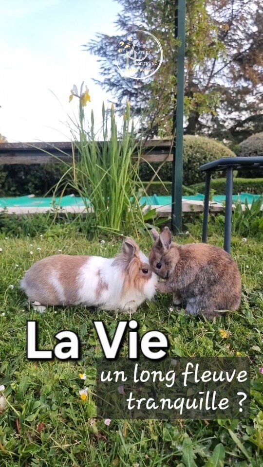 𝗟𝗮 𝘃𝗶𝗲 𝗲𝘀𝘁 𝗳𝗿𝗮𝗴𝗶𝗹𝗲, 𝗲𝘁 𝘁𝗼𝘂𝘁 𝗽𝗲𝘂𝘁 𝗯𝗮𝘀𝗰𝘂𝗹𝗲𝗿 𝘀𝗶 𝘃𝗶𝘁𝗲💔...Ces derniers jours en sont la parfaite illustration.
𝗔𝗹𝗼𝗿𝘀 𝗾𝘂𝗲 𝘁𝗼𝘂𝘁 𝘀𝗲𝗺𝗯𝗹𝗮𝗶𝘁 𝗯𝗶𝗲𝗻 𝗮𝗹𝗹𝗲𝗿 𝗽𝗼𝘂𝗿 𝗻𝗼𝘀 𝗽𝗼𝗶𝗹𝘂𝘀 🐈‍⬛🐇🐇🐎.🐰Où Filou était déjà tellement heureux
dans sa nouvelle famille avec sa copine.
🐰 Où Kamaji, en réhabilitation comportementale
à la maison, progressait dans ses apprentissages.📆 𝗨𝗻𝗲 𝘀𝗲𝗺𝗮𝗶𝗻𝗲 𝗰𝗵𝗮𝗿𝗴é𝗲 𝗽𝗿𝗼𝗳𝗲𝘀𝘀𝗶𝗼𝗻𝗻𝗲𝗹𝗹𝗲𝗺𝗲𝗻𝘁
𝗼ù 𝗷'𝗮𝗹𝗹𝗮𝗶𝘀 𝗽𝗼𝘂𝘃𝗼𝗶𝗿 𝗿𝗮𝘁𝘁𝗿𝗮𝗽𝗲𝗿 𝗺𝗼𝗻 𝗿𝗲𝘁𝗮𝗿𝗱
(𝗮𝗱𝗺𝗶𝗻𝗶𝘀𝘁𝗿𝗮𝘁𝗶𝗳, 𝗳𝗼𝗿𝗺𝗮𝘁𝗶𝗼𝗻),
et "juste" faire avec la réapparition de soucis chroniques impactant ma vie quotidienne 😔.⚡𝗘𝘁 𝗽𝘂𝗶𝘀 𝗹𝗲 𝗽𝗿𝗼𝗴𝗿𝗮𝗺𝗺𝗲 𝗮 é𝘁é 𝗯𝗼𝘂𝗹𝗲𝘃𝗲𝗿𝘀é .
𝗣𝗿𝗶𝗼𝗿𝗶𝘁é𝘀, 𝗰𝗼𝗻𝗰𝗲𝗻𝘁𝗿𝗮𝘁𝗶𝗼𝗻 𝗲𝘁 é𝗻𝗲𝗿𝗴𝗶𝗲𝘀 𝗼𝗻𝘁 é𝘁é 𝗺𝗼𝗯𝗶𝗹𝗶𝘀é𝗲𝘀.
Mises à rude épreuve.
Pas sur ce qui était planifié, non.
𝗦𝘂𝗿 𝗹'𝗶𝗺𝗽𝗿é𝘃𝘂, 𝗰𝗲 𝘀𝘂𝗿 𝗾𝘂𝗼𝗶 𝗹𝗲 𝗺𝗮𝘁é𝗿𝗶𝗲𝗹
𝗽𝗮𝘀𝘀𝗲 𝗮𝗽𝗿è𝘀 𝗹𝗲 𝘃𝗶𝘃𝗮𝗻𝘁 𝘀𝗲𝗻𝘁𝗶𝗲𝗻𝘁.✨ 𝗢𝗻 𝗻𝗲 𝘀𝗮𝘂𝗿𝗮 𝗷𝗮𝗺𝗮𝗶𝘀 𝗰𝗲 𝗾𝘂𝗶 𝗮 𝗽𝘂 𝗴é𝗻é𝗿𝗲𝗿 𝗰𝗲 𝗿𝗮𝗹𝗲𝗻𝘁𝗶𝘀𝘀𝗲𝗺𝗲𝗻𝘁 𝗱𝗲 𝘁𝗿𝗮𝗻𝘀𝗶𝘁 𝘁𝗲𝗹𝗹𝗲𝗺𝗲𝗻𝘁 é𝗽𝗿𝗼𝘂𝘃𝗮𝗻𝘁.
Câline n'étant pas du tout sujette à cette problématique régulière chez Flamme
(merci miniaturisation et élevage intensif pour les animaleries).La vie a finalement repris ses droits ❤️
𝗚𝗿𝗮𝘁𝗶𝘁𝘂𝗱𝗲 𝗽𝗼𝘂𝗿 𝗰𝗲𝗹𝗮 ✨